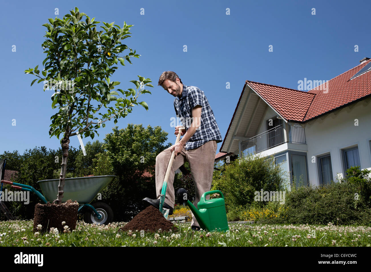 Man planting tree in backyard Stock Photo Alamy