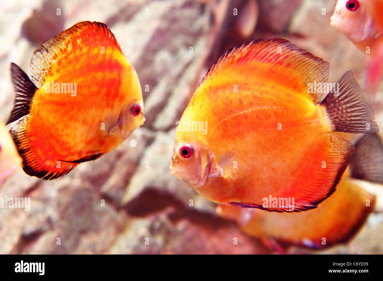 Discus fish close up (Symphysodon spp.) Stock Photo