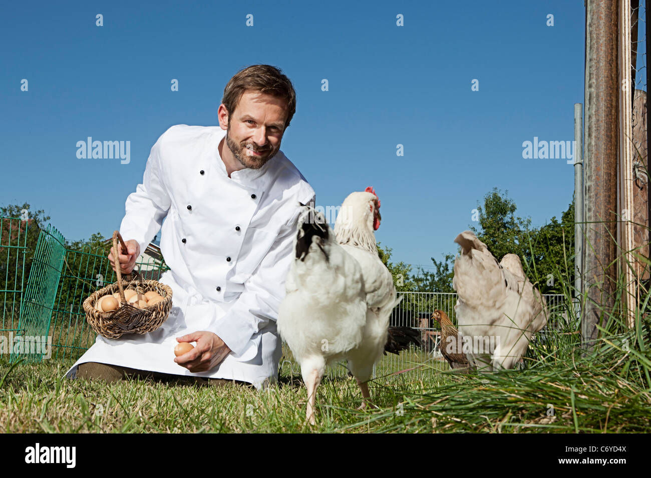 Chef feeding chickens outdoors Stock Photo