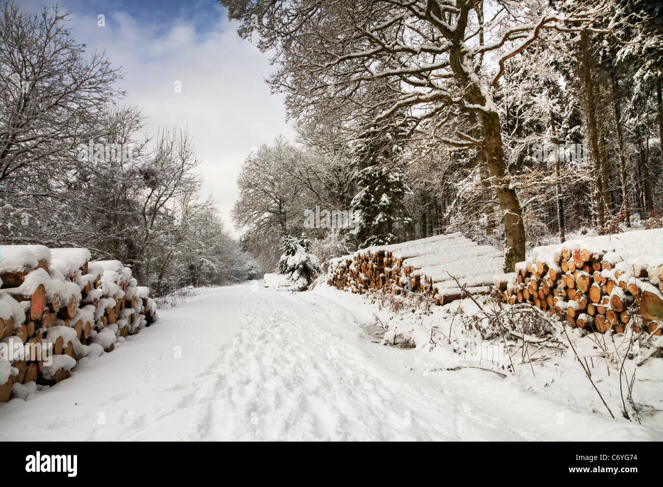 Winter snow scene, Houghton Forest, West Sussex Stock Photo