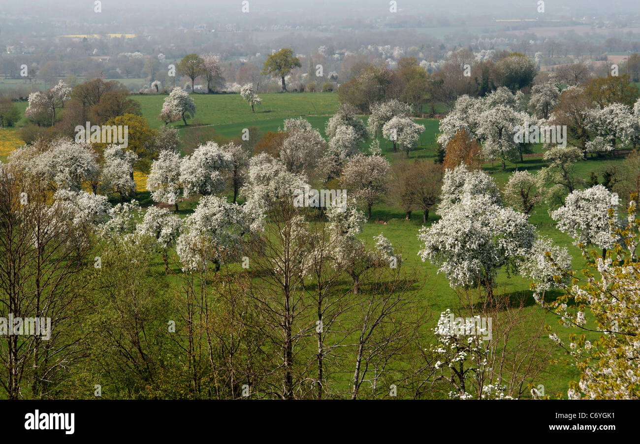 Orchard of perry pear trees in bloom at spring (Domfrontais, Orne