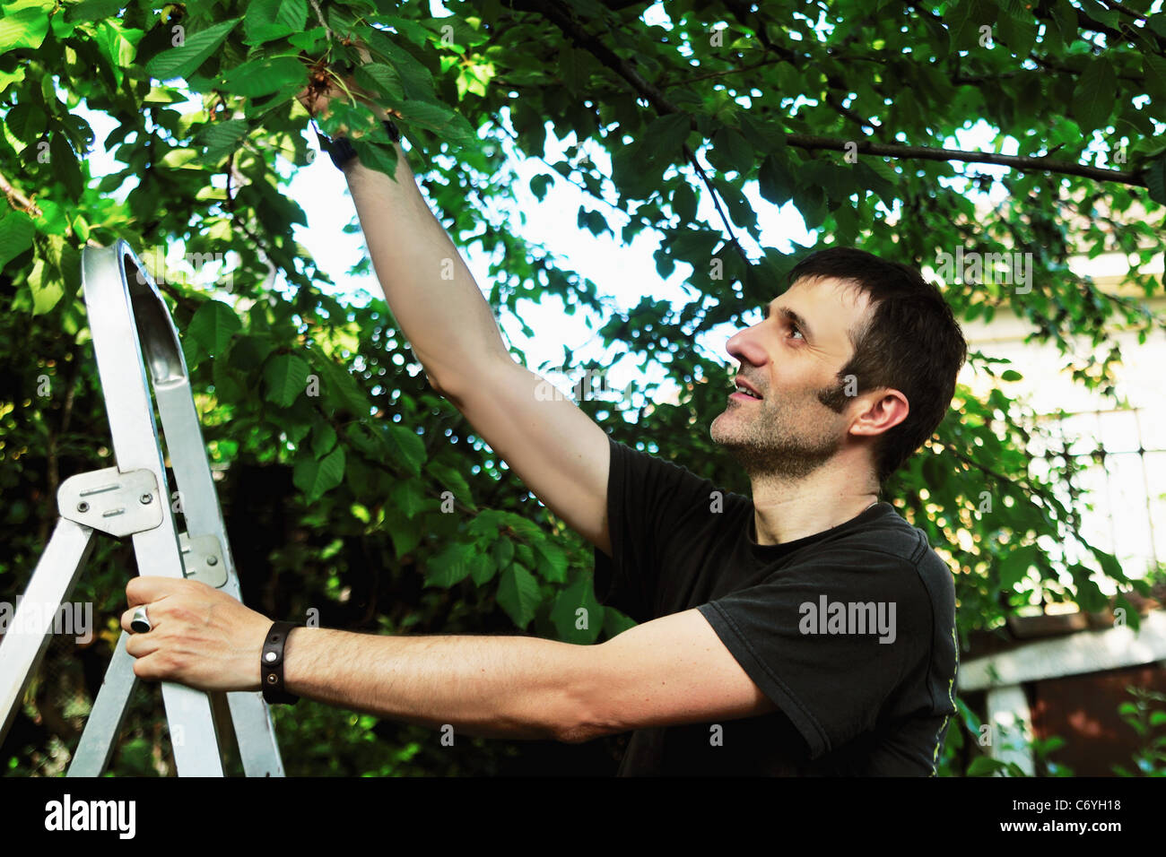 Man on ladder picking tree Stock Photo