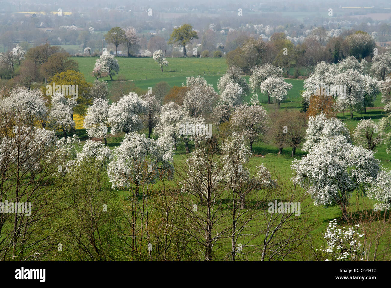 Perry pear trees in bloom at spring (Domfrontais, Orne, Normandy, France). Stock Photo