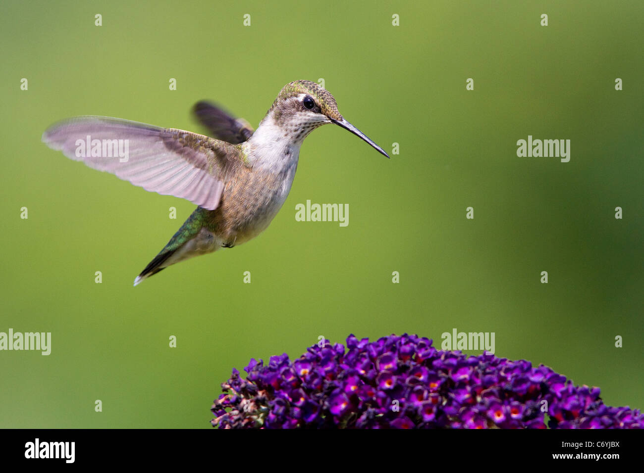 Hummingbird, Ruby throated hummingbird, ruby throated humming bird female, Archilochus colubris, hovers above a flower. Stock Photo