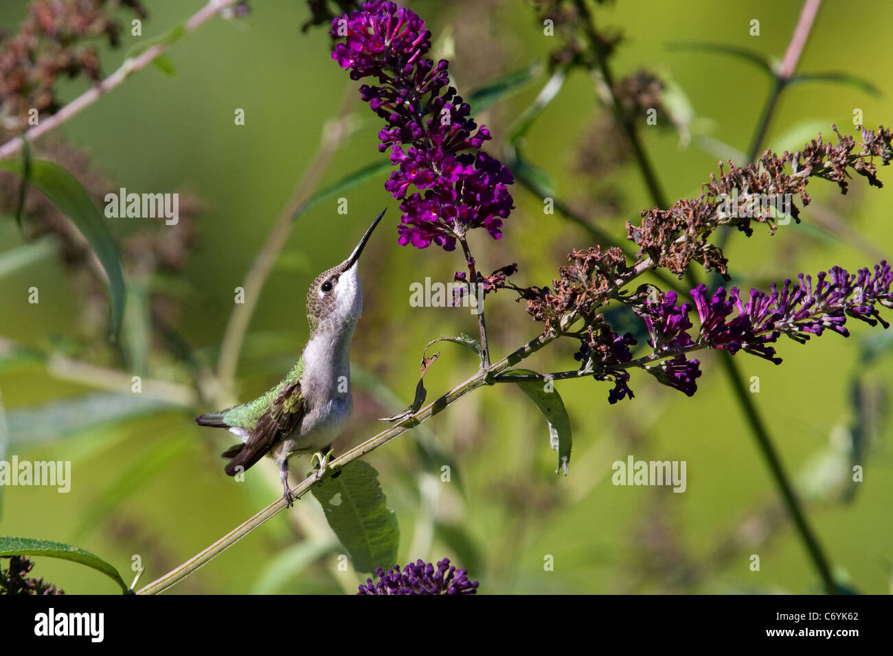 Hummingbird, Ruby-throated hummingbird female, Archilochus colubris, humming bird, perches on a branch and stretches to reach flowers. Stock Photo