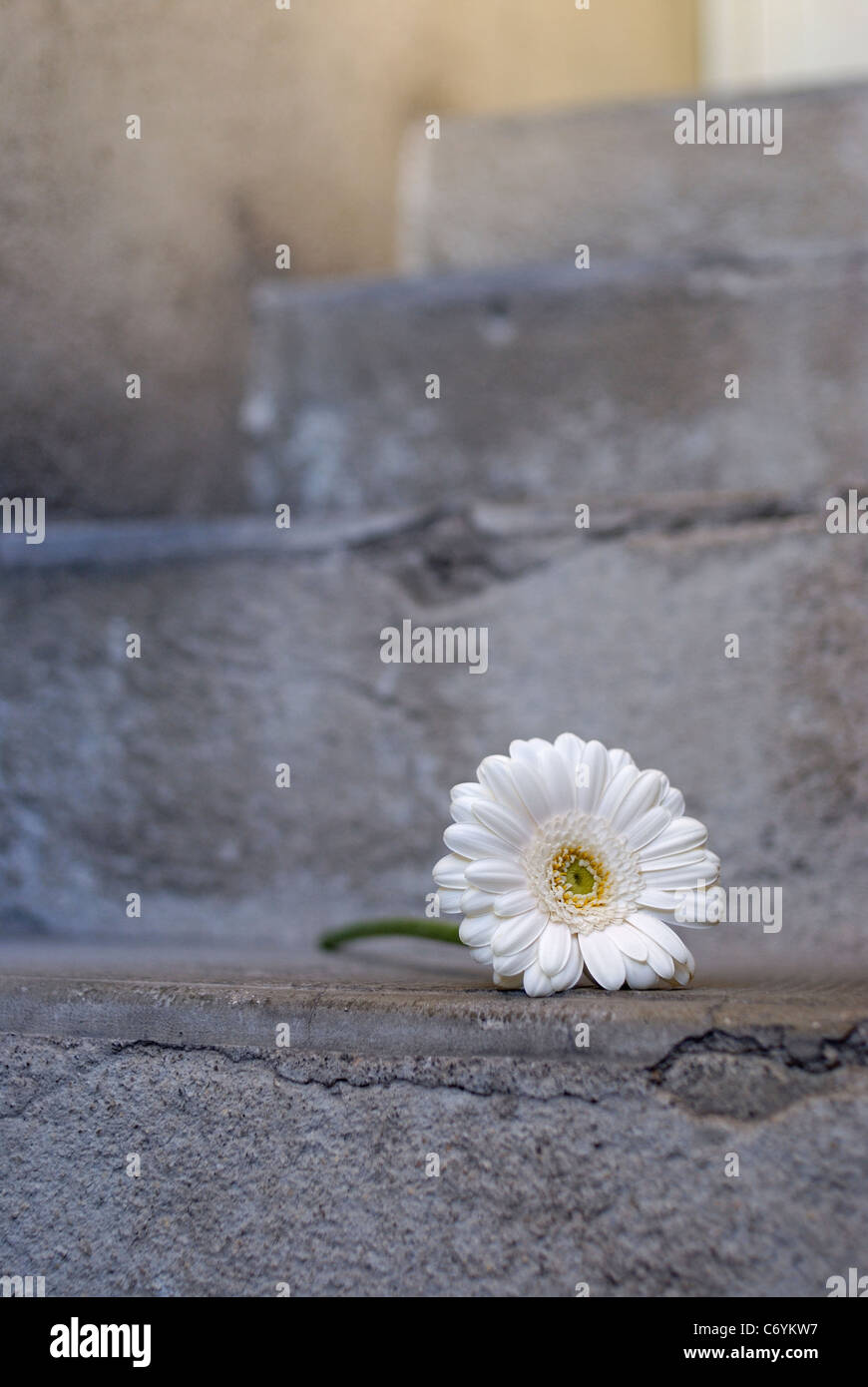 White flower on concrete steps, close up Stock Photo