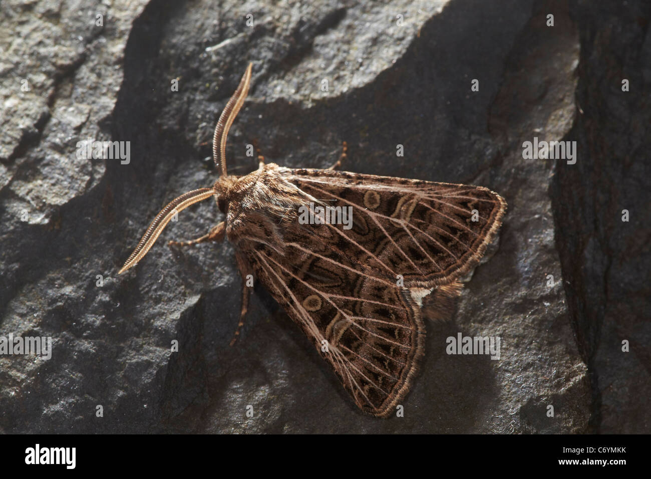 Feathered Gothic moth, Tholera decimalis, UK Stock Photo