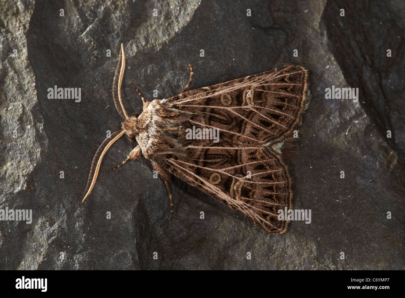 Feathered Gothic moth, Tholera decimalis, UK Stock Photo