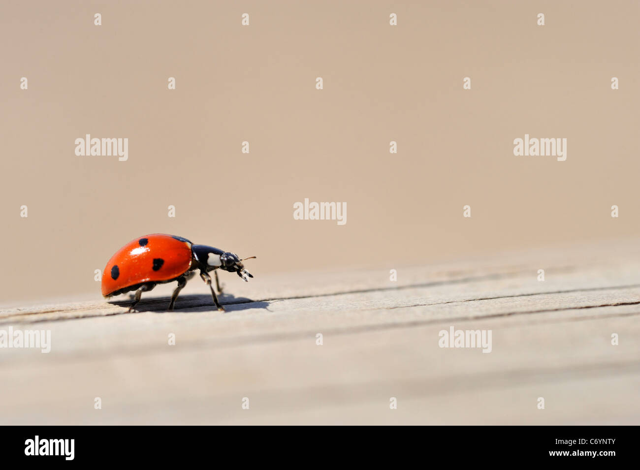 Ladybug / Ladybird on wooden fence close-up Stock Photo