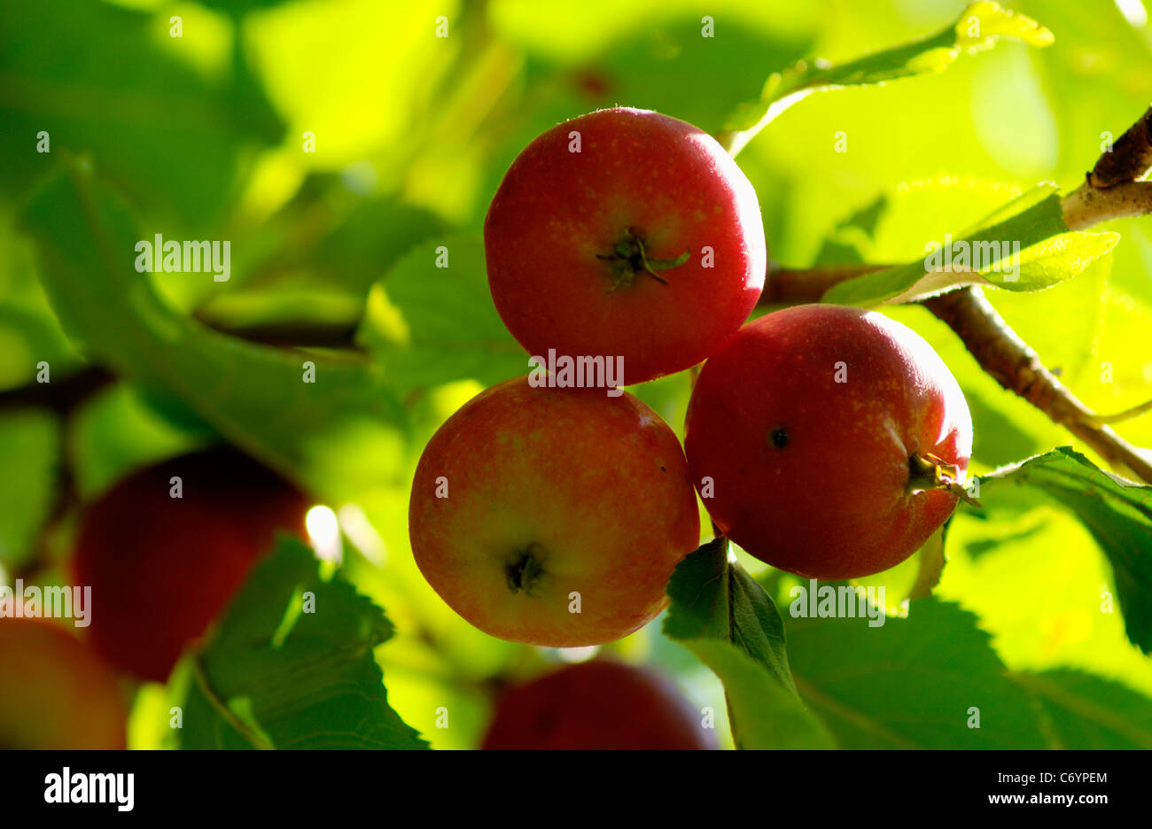 Apple; Apple Tree; Fruit; Tree; Harvesting; Crop; Farm; agriculture; red; background; beautiful
