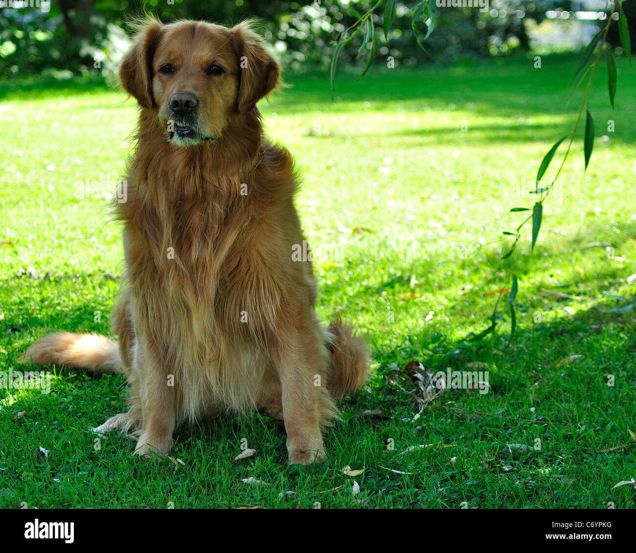 Dog; Golden Retriever; Labrador; Retriever; green; white; pet; animal; outdoors; background; breed; Looking; close up; tongue; Stock Photo