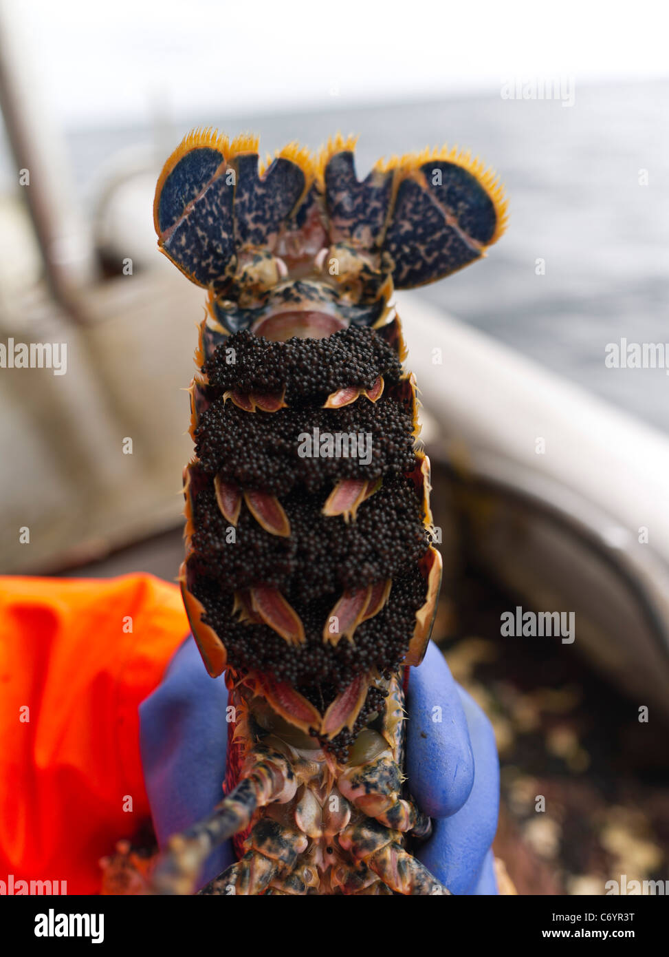 dh FISHING ORKNEY Tail of lobster eggs with V ready to throw back into