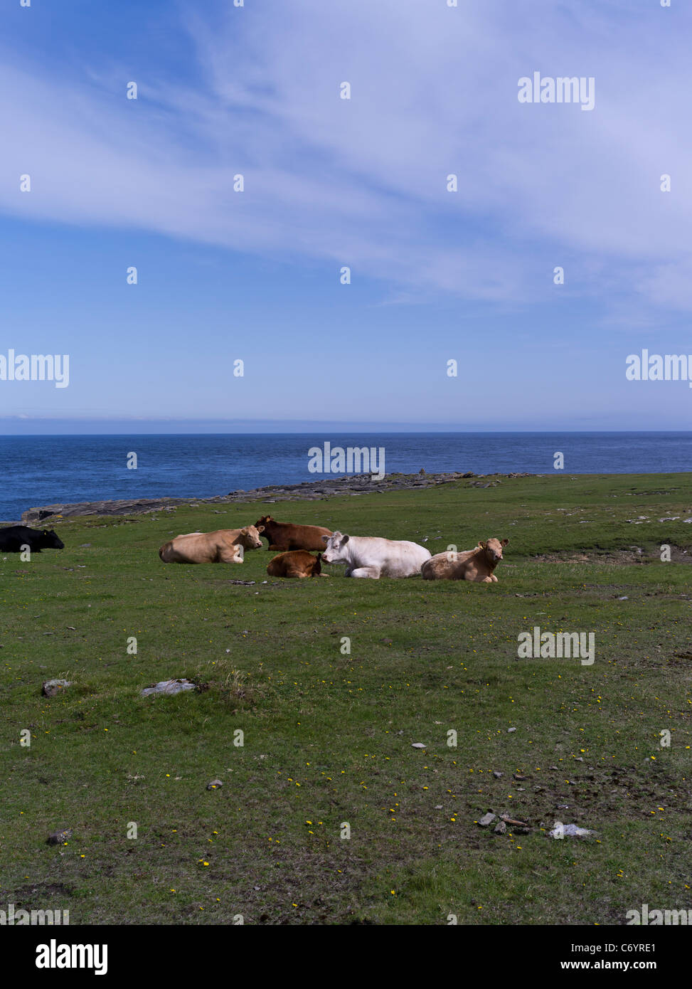 dh Mull Head PAPA WESTRAY ISLAND ORKNEY SCOTLAND Cattle sitting grassland pasture livestock herd beef uk cows sit down Stock Photo