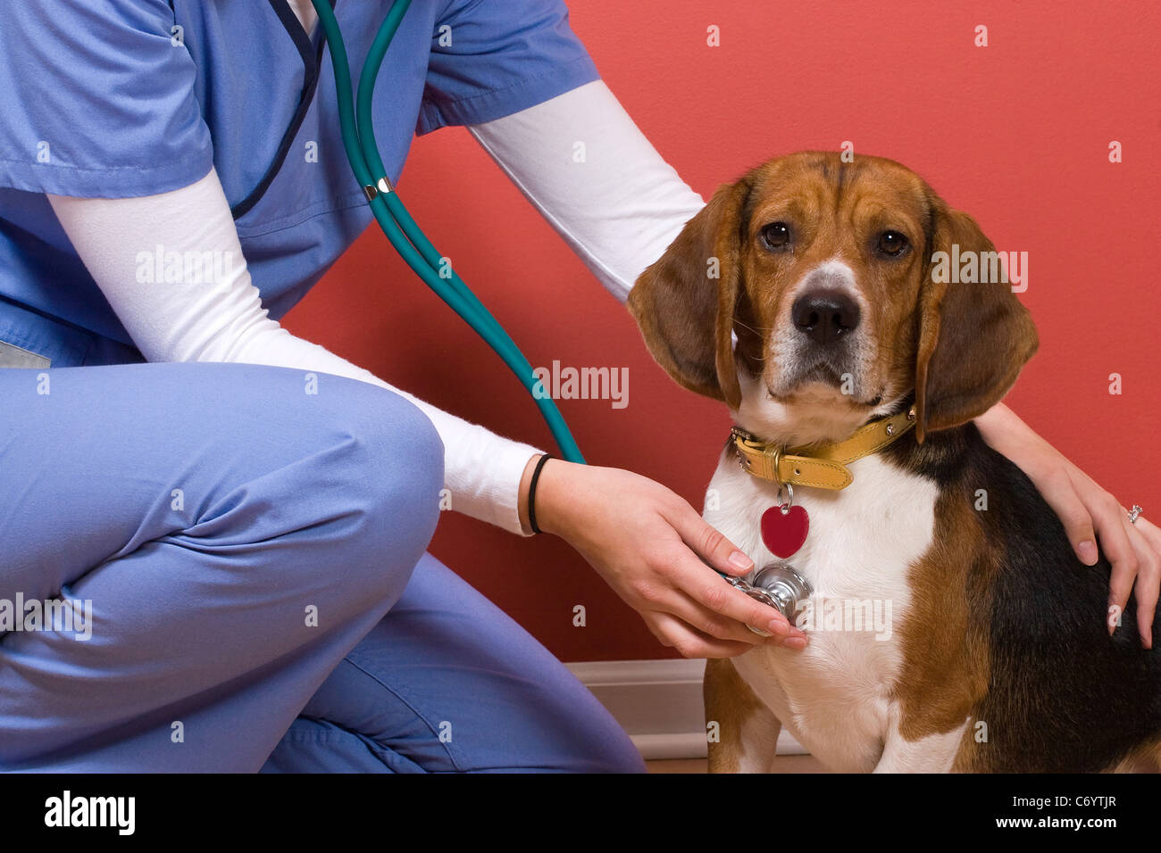 A veterinarian checking out a beagle dog. Stock Photo