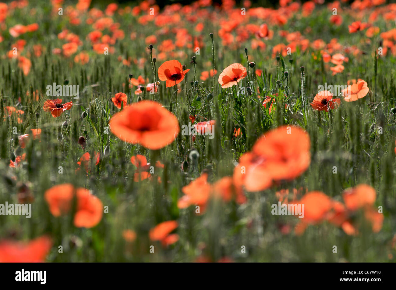 Field poppies hi-res stock photography and images - Alamy