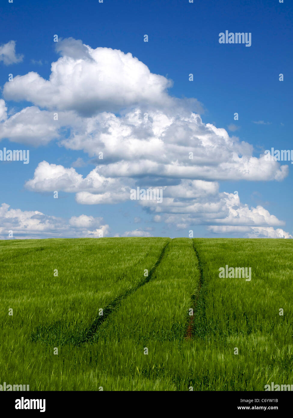 Tire tracks in a green wheat field. France Stock Photo - Alamy