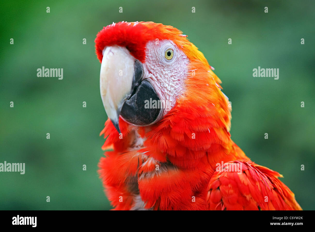 Ara Resolution Stock and Images - Alamy