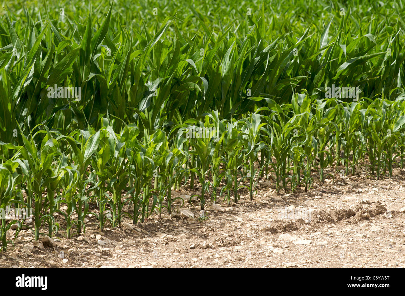Fields of maize in the Auvergne, France Stock Photo