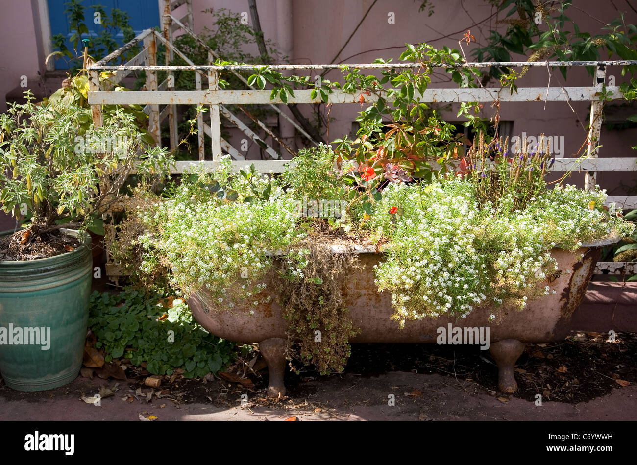 Flowers in bathtub Stock Photo Alamy