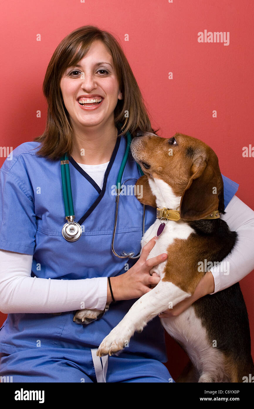 A veterinarian checking out a beagle dog. Stock Photo