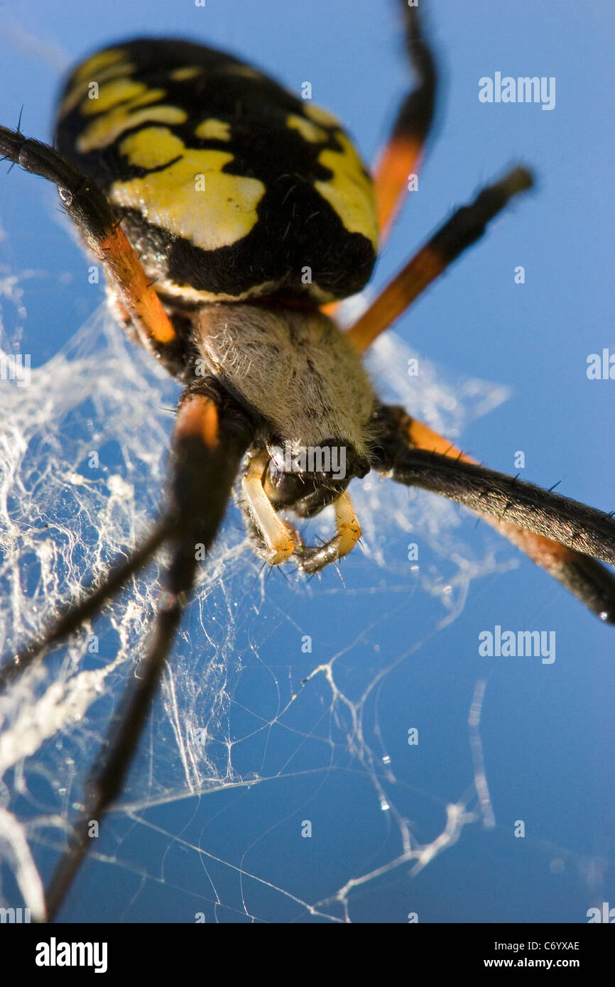 Black and yellow garden spider, argiope, Argiope aurantia, common garden spider in web, close up Stock Photo