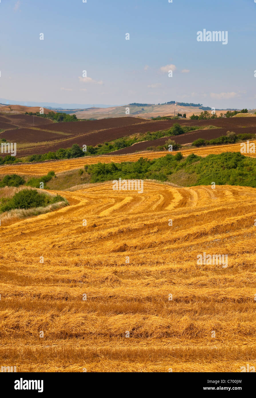 Wheat fields after harvest Stock Photo - Alamy