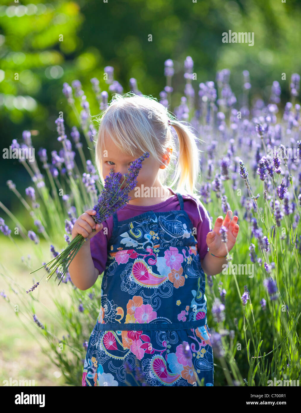 Girl smelling lavender flowers Stock Photo Alamy
