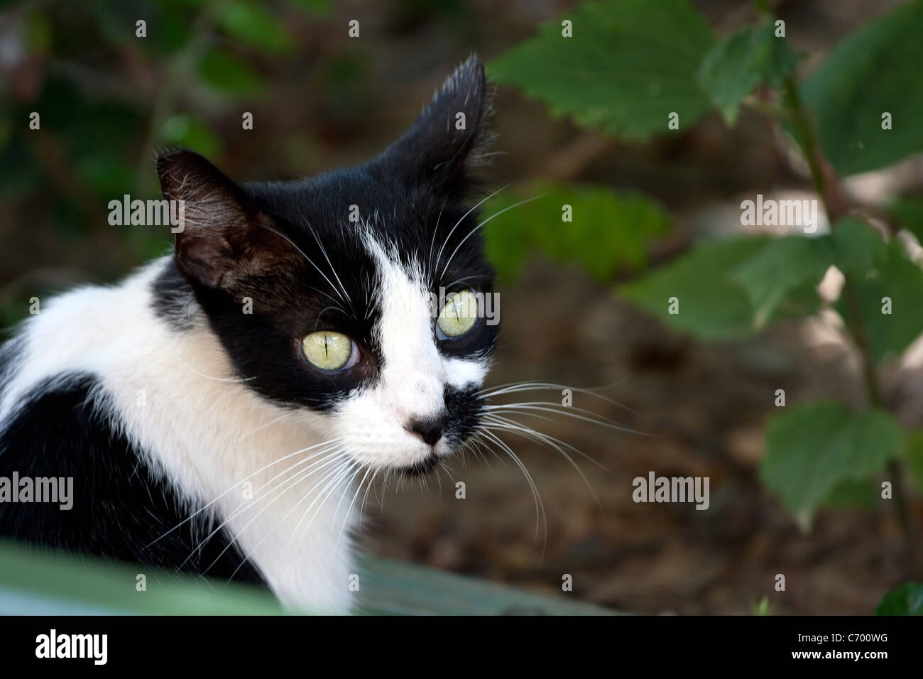 Closeup of a black and white cat with striking green eyes Stock Photo ...