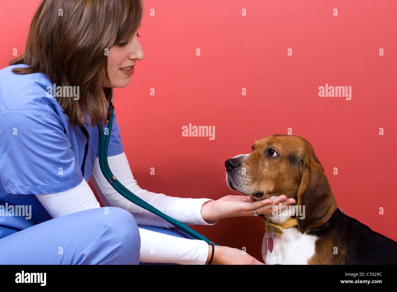 A veterinarian checking out a beagle dog. Stock Photo