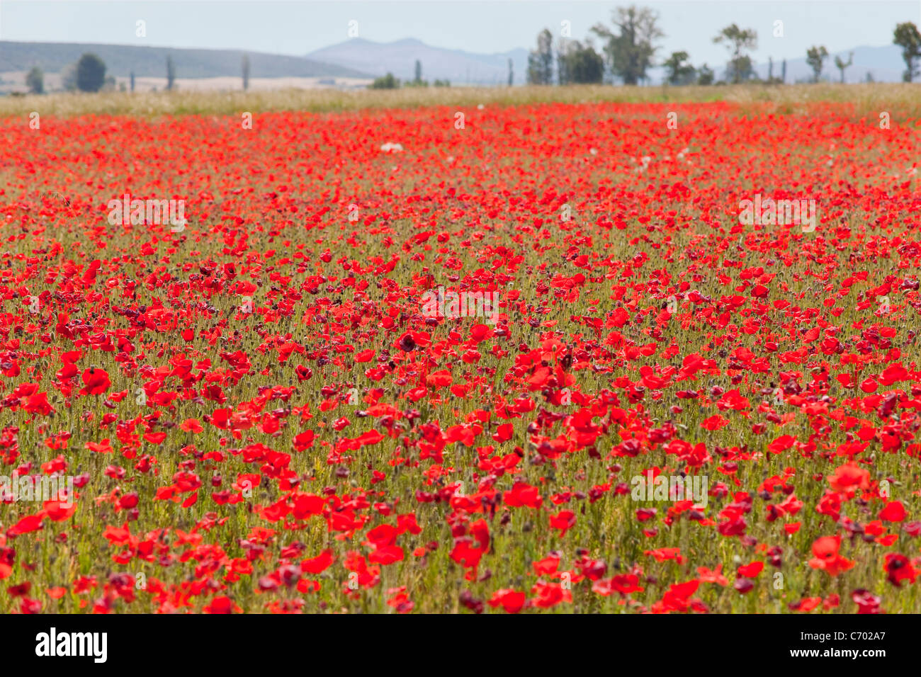 Field of poppy flowers Stock Photo Alamy