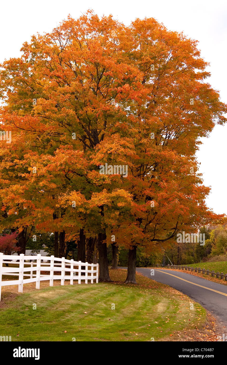 A bright orange maple tree in a country setting during the autumn ...
