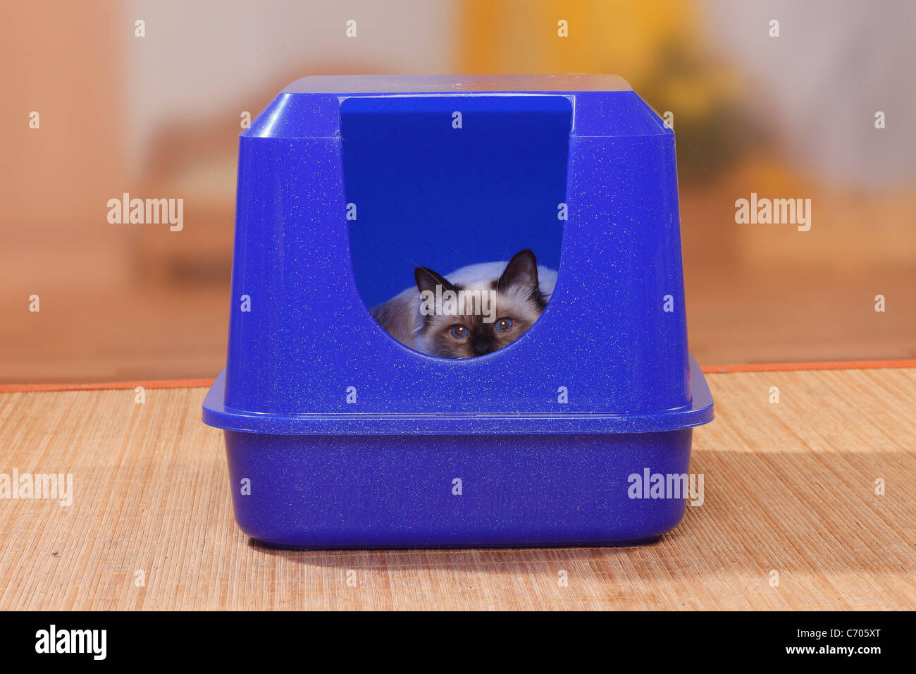Cat toilet hi-res stock photography and images - Alamy