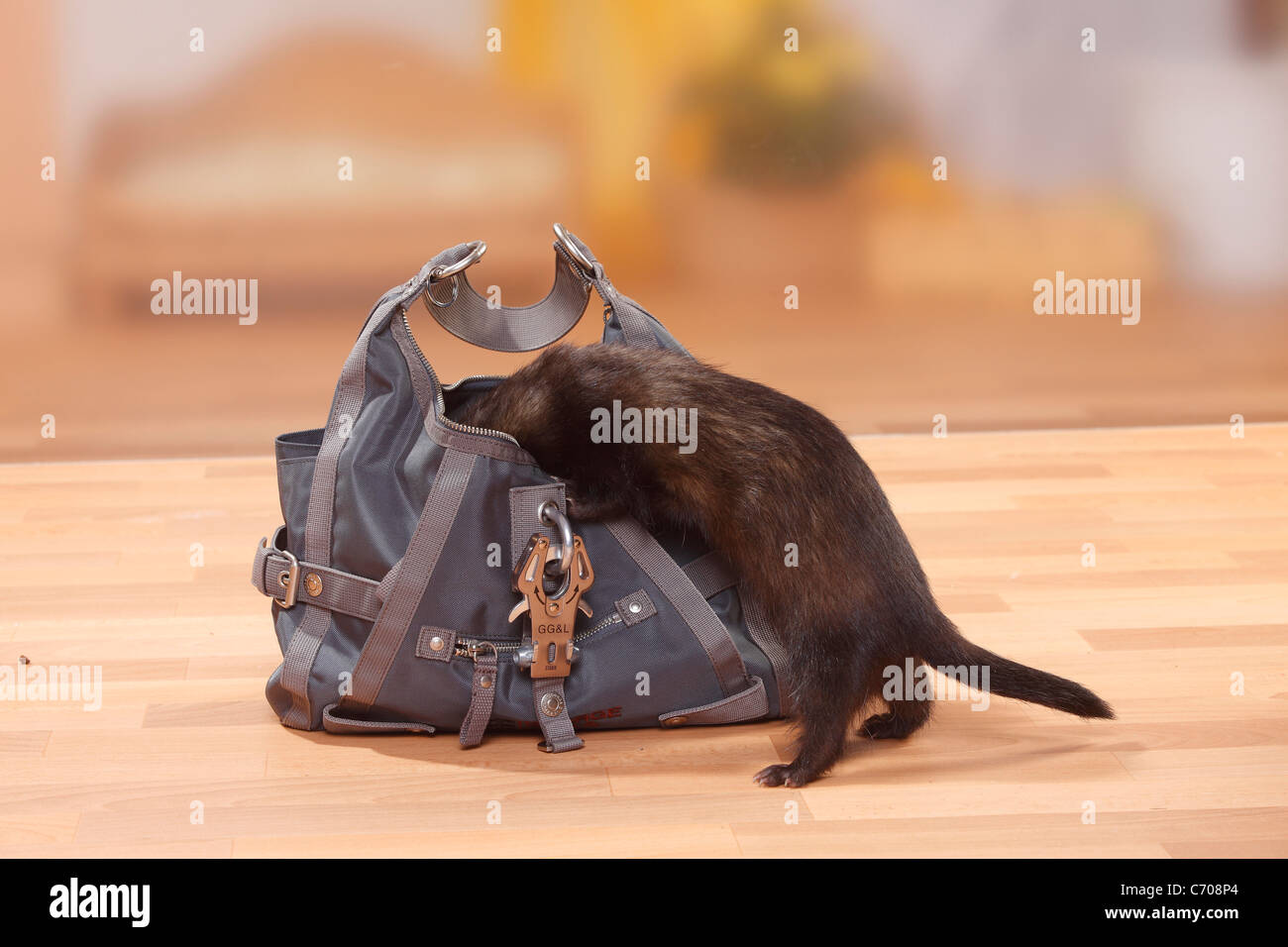 Ferret looking into handbag / (Mustela putorius forma domestica) Stock Photo