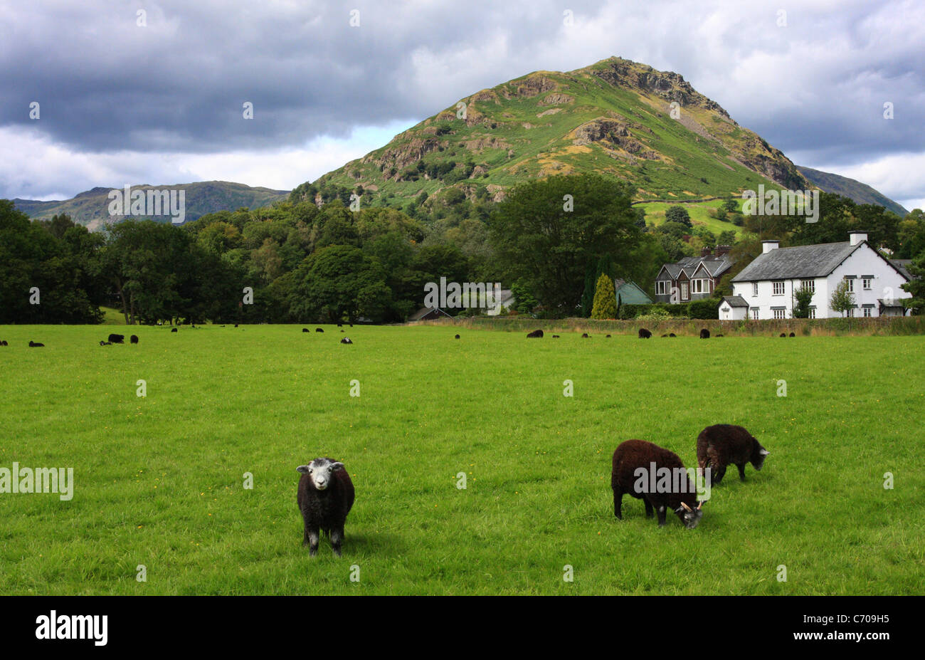 Grazing Herdwick sheep with Helm's Crag in the background, Grasmere, Lake District National Park, Cumbria, England, Europe Stock Photo