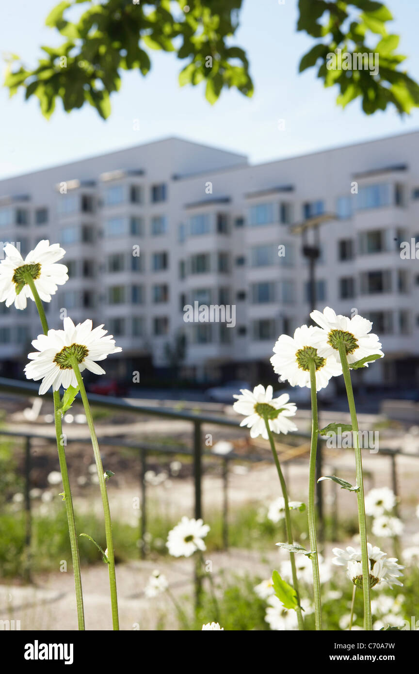 Daisies in building courtyard Stock Photo Alamy