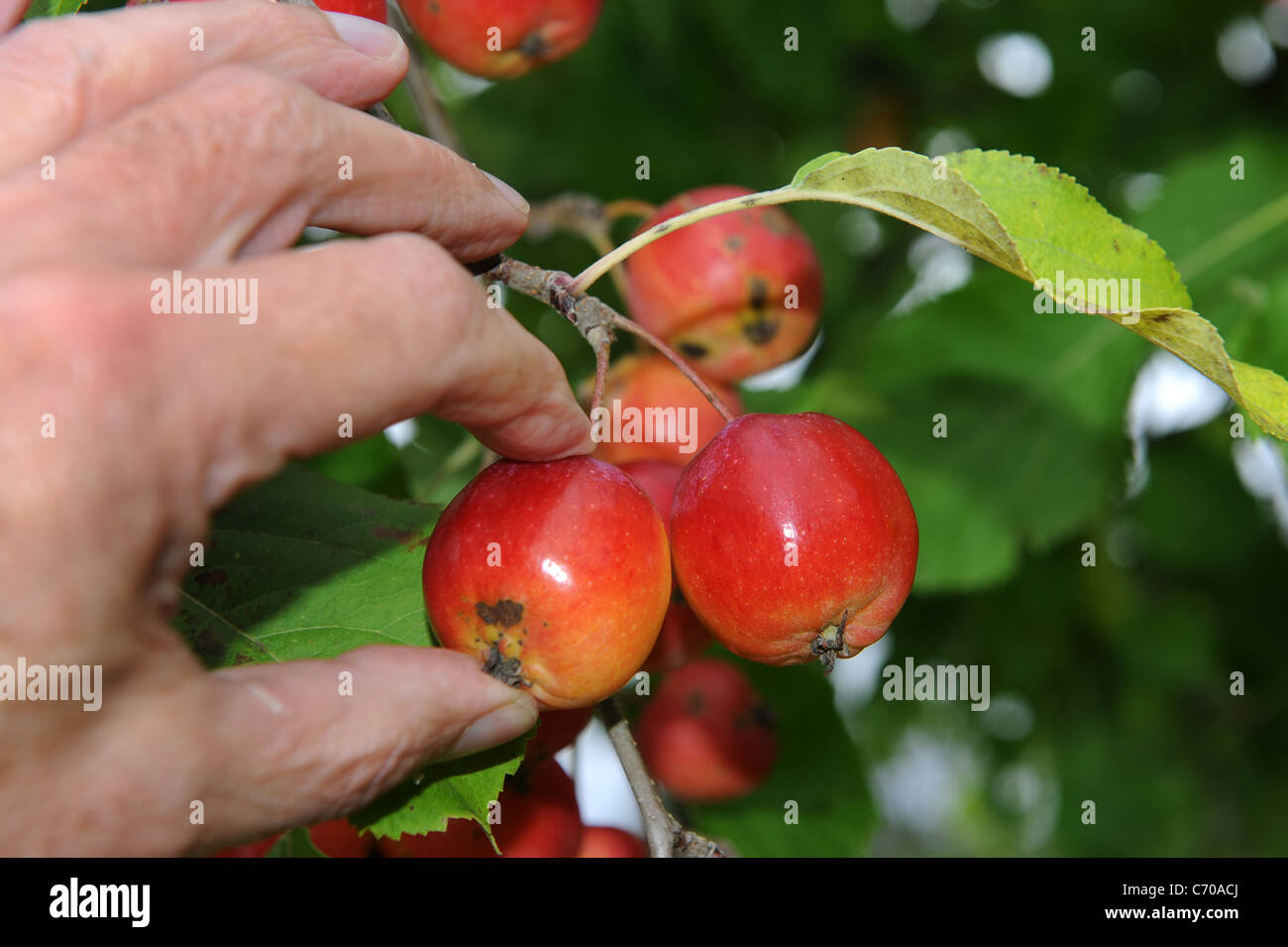 Hand picking tiny red apples from tree Uk Stock Photo