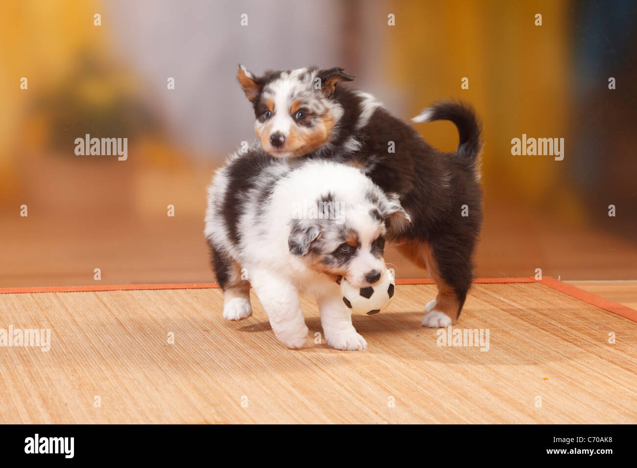 Australian Shepherd, puppies, black-tri and blue-merle / toy, ball Stock Photo