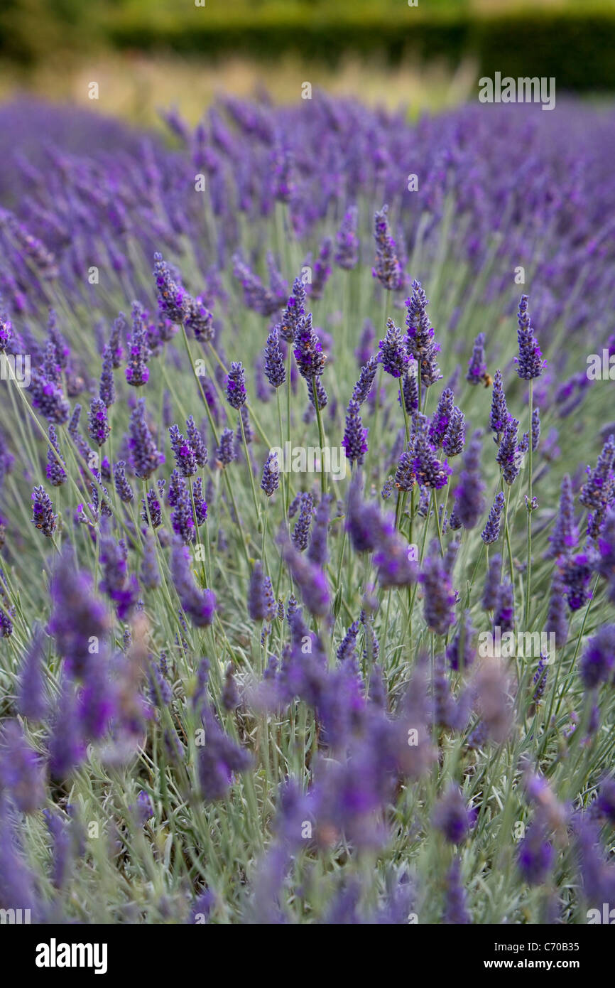 Lavender at Snowshill Lavender Farm near Snowshill village in the Cotswolds Stock Photo