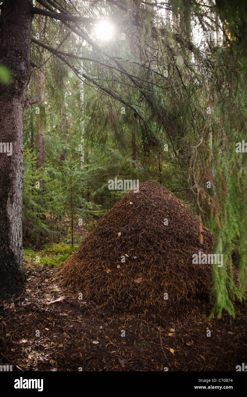 Pile of dead leaves in forest Stock Photo
