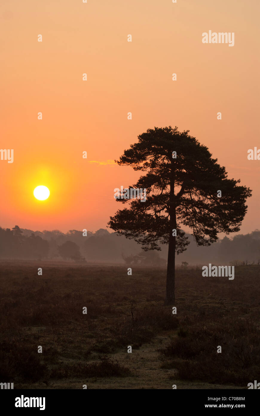 Portrait New Forest Sunrise Stock Photo Alamy