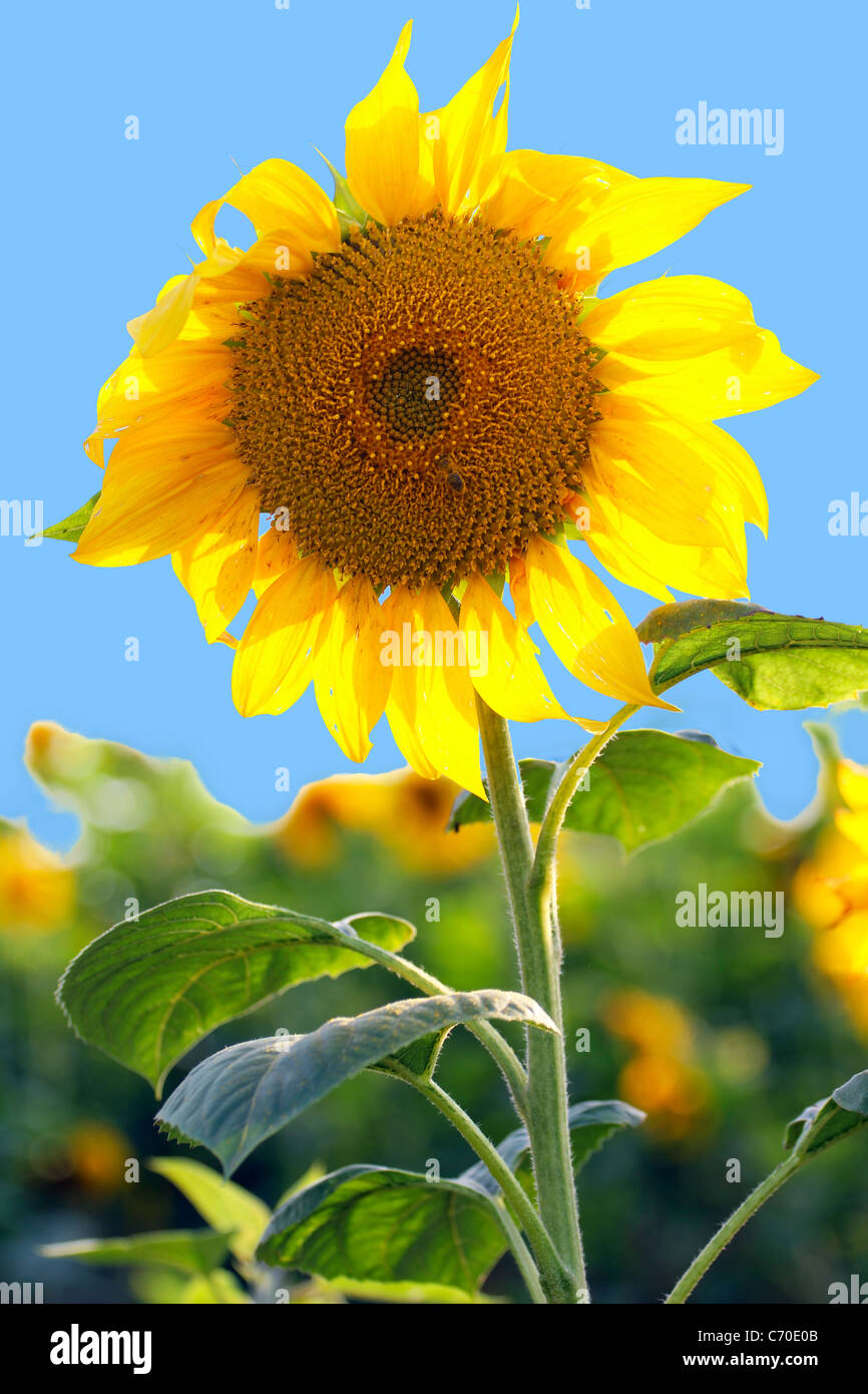 Sunflowers in the field on blue sky background Stock Photo - Alamy