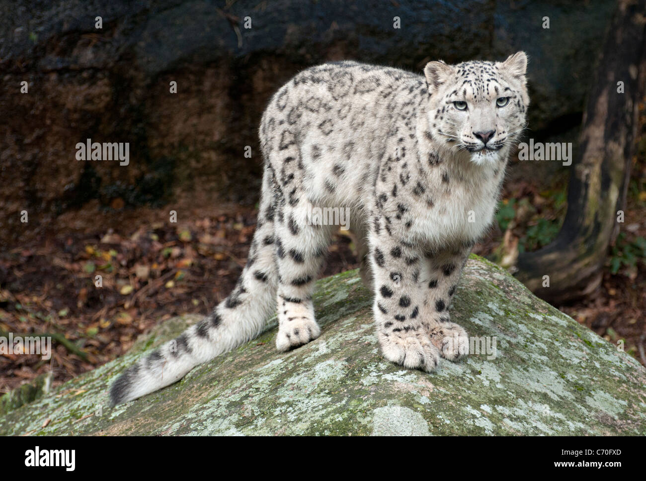 Snow Leopard Standing On Rock Stock Photo Alamy Snow Leopard Standing On Rock Stock Photo Alamy