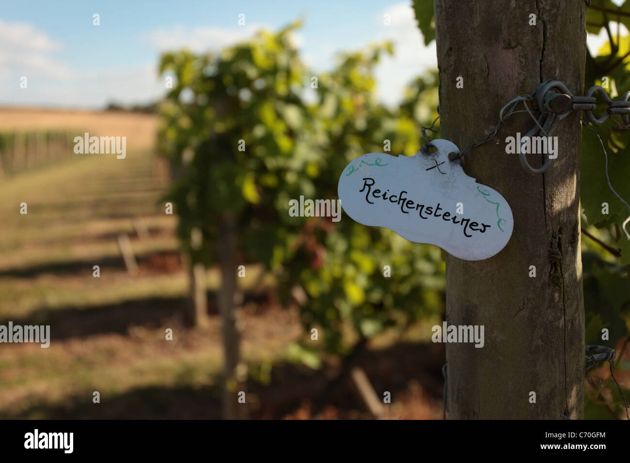 Vine plants growing in an English vinyard, Reichensteiner variety Stock