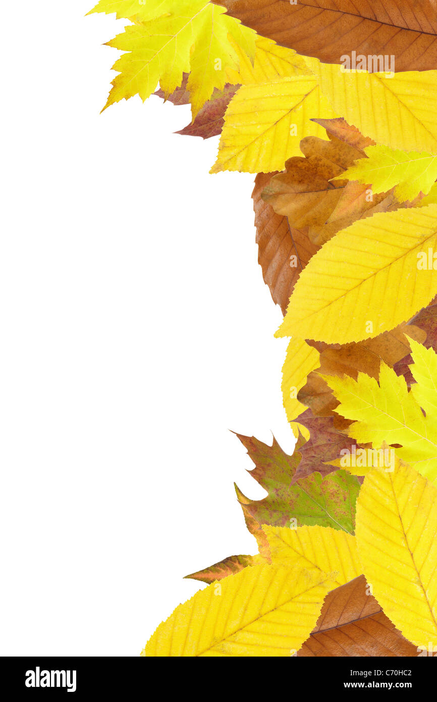 Autumn leaves border isolated Stock Photo
