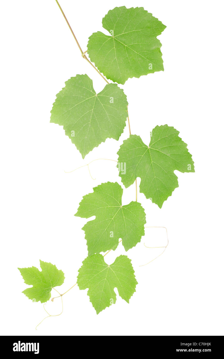 Grape leaves Stock Photo