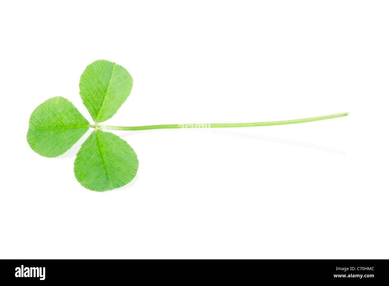 Green clover Stock Photo