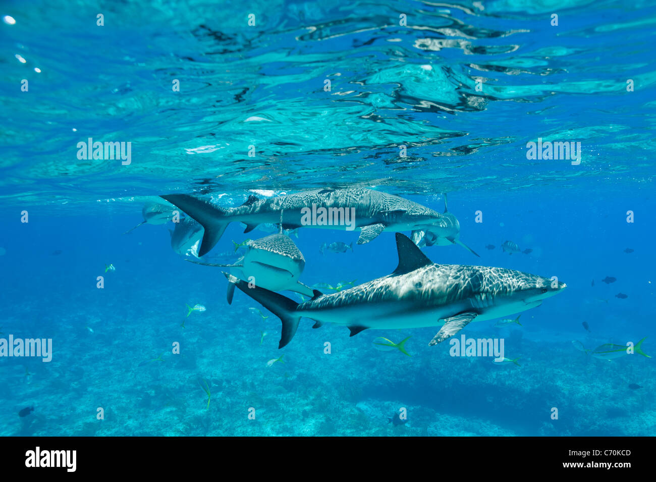 Caribbean reef sharks, Carcharhinus perezi Riffhaie underwater Bimini ...