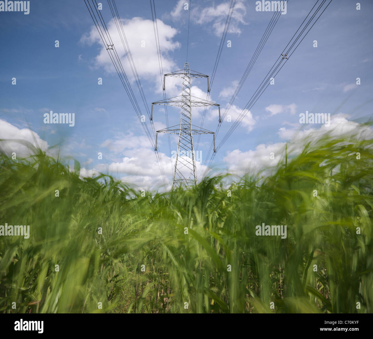 Biomass fuel crop growing by power lines Stock Photo