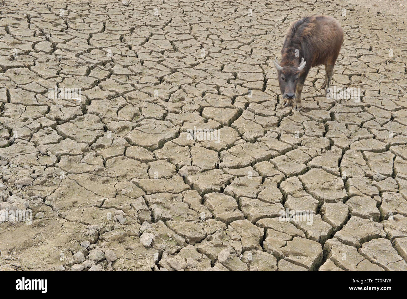 Drought leaves Chinese citizens facing severe water shortage Millions
