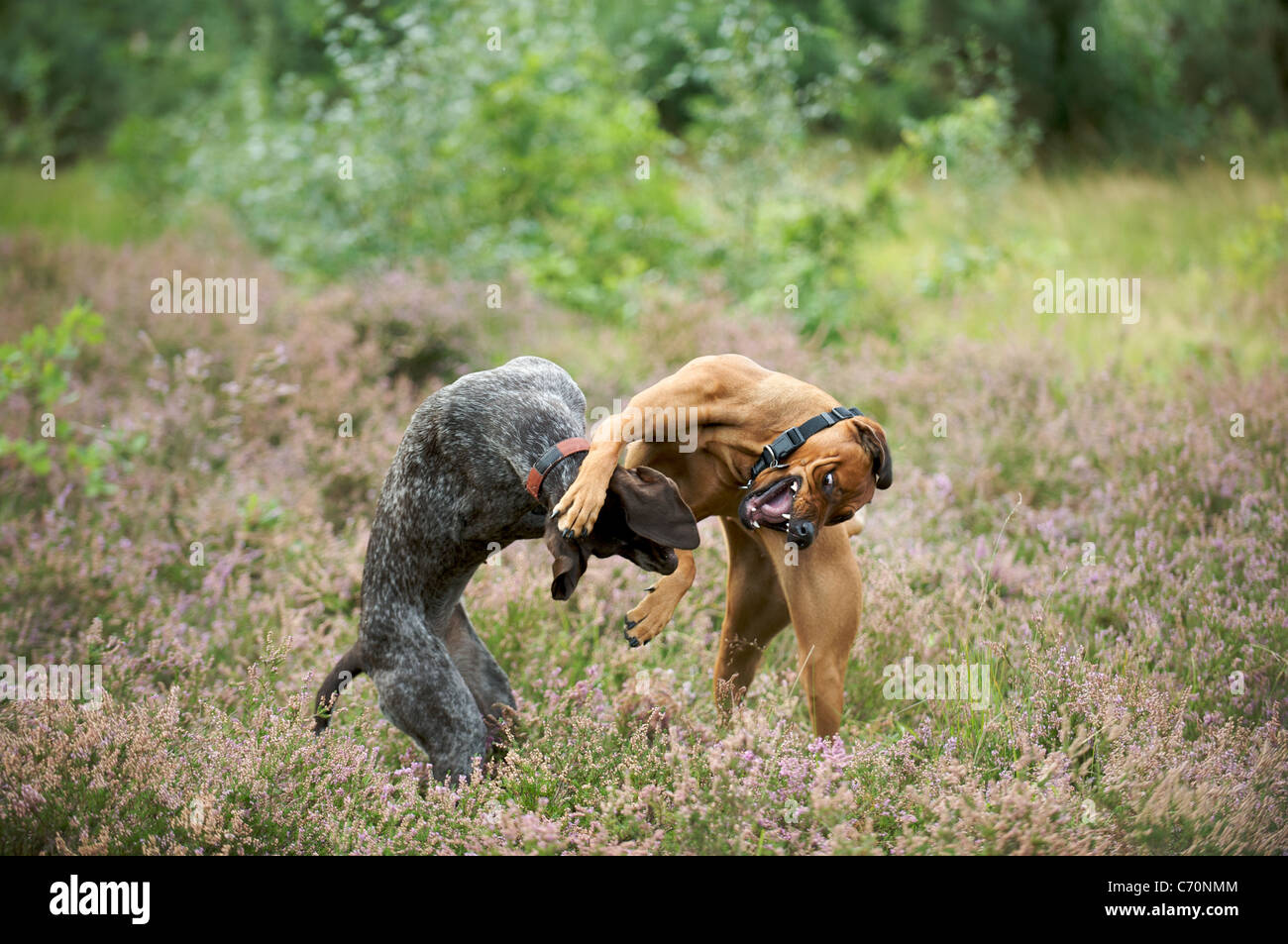 ridgeback lion hunter